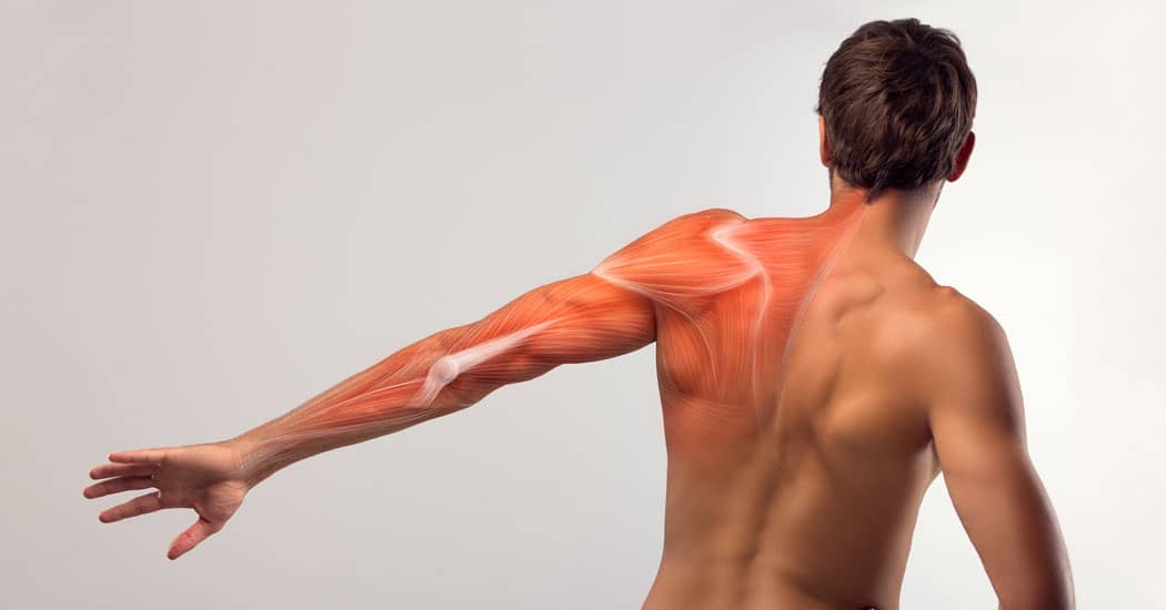 Photo showing human male ligaments in arm and back