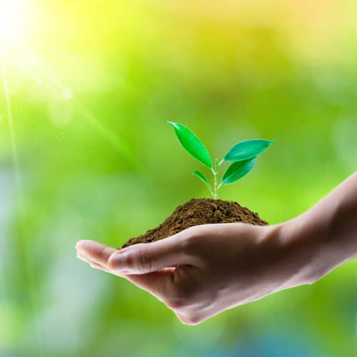 New tree growing in human hand